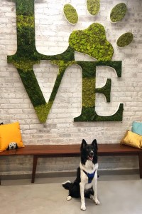 Puppy LOVE foam letters with greenery