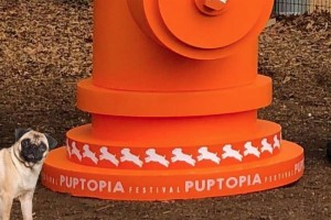 Close up - Pug dog posing with a huge fire hydrant at Puptopia 2020