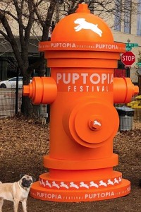 Pug dog posing with a huge fire hydrant at Puptopia 2020