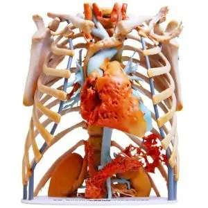 3D Printed Medical Ribcage Model