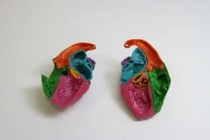 Medical 3D Model of a Heart