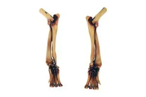 Veterinary Model of an angular limb deformity