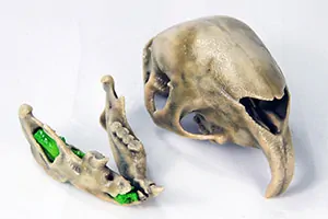 Veterinary Model of beaver skull with tumor