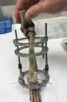 Veterinary Model with ring supports