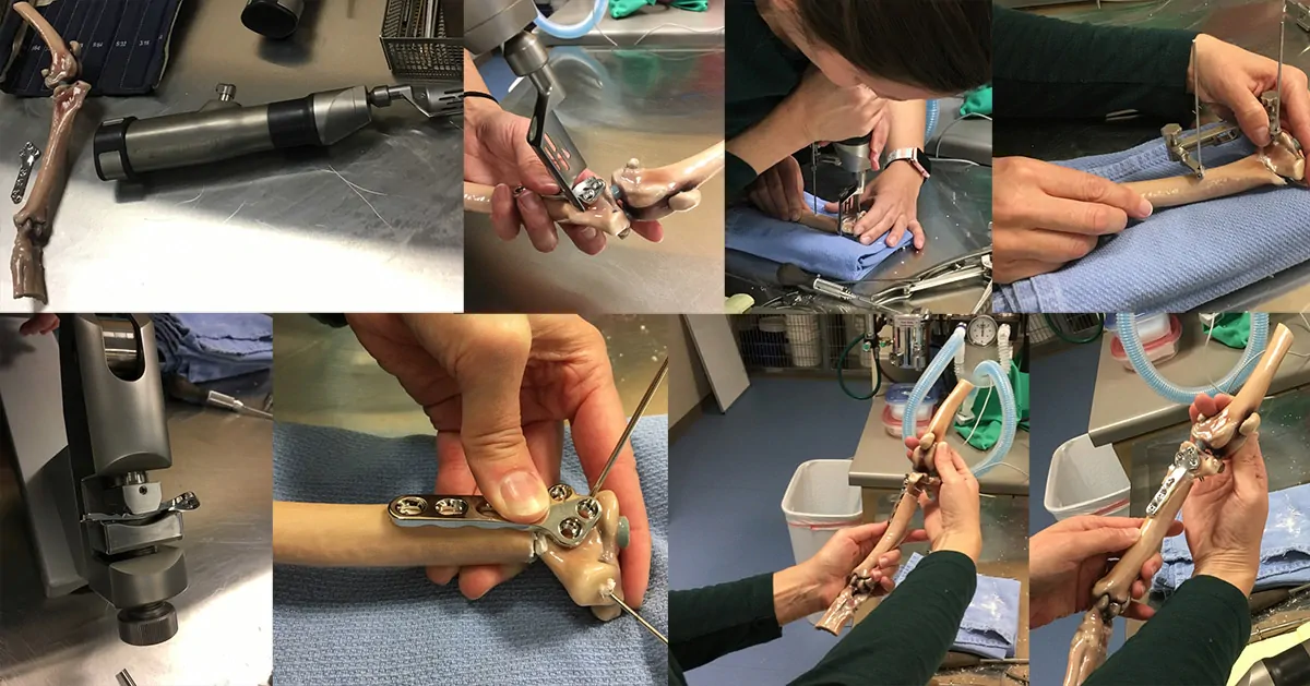 Collage showing steps of a Sham Procedure using 3D Printed Veterinary Models