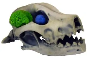 Veterinary Model of a Skull Tumor